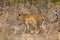 Side view of Indian wild leopard or panther walking in forest in natural background during wildlife safari at forest of central