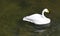 Side view of isolated Whooper Swan swimming