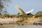 Side View of a Jabiru Stork in Flight near Riverbank