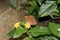 A side view of a julia falter sitting on a yellow blossom