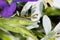 Side view of a juvenile prating mantis on a star of Bethlehem flower.