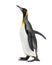 Side view of a king penguin walking, isolated