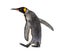 Side view of a king penguin walking, isolated