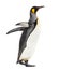 Side view of a king penguin walking, isolated