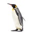 Side view of a king penguin walking, isolated