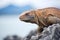 side view of komodo dragon on coastal rocks