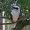 Side view of a Kookaburra