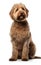 Side view of a Labradoodle dog sitting at the camera in front isolated of white background