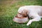 Side view of labrador eating