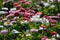 Side view of large group of Daisies or Bellis perennis white and pink flowers in direct sunlight, in a sunny spring garden, beauti