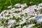 Side view of large group of Daisies or Bellis perennis white and pink flowers in direct sunlight, in a sunny spring garden, beauti