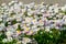 Side view of large group of Daisies or Bellis perennis white and pink flowers in direct sunlight, in a sunny spring garden, beauti