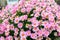 Side view of large group of vivid pink Daisies flowers in direct sunlight, in a sunny spring garden, beautiful outdoor floral back