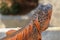 Side view of large Red Iguana that basks under the sun`s rays. Close-up portrait of curious Iguana reptile on wooden board. Male