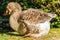 Side view of a large Toulouse Goose