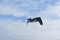 Side view of a large water fowl flying in the sky