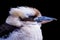 Side view of a laughing kookaburra, dacelo novaeguineae. Portrait of a laughing kookaburra isolated on black background