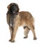 Side view of Leonberger dog, standing and panting