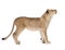 Side view of Lion cub, 8 months old, standing