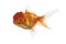 Side view of a Lion\'s head goldfish swimming