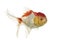 Side view of a lions head goldfish