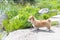 Side view of little Pembroke Welsh Corgi puppy standing on background of pond and green grass at sunny day. Herding dog, pet backg