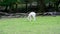 Side view of a little white deer walks around and turns around while eating some grass