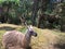 Side View of Llama Laying in the Hay