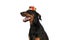 Side view of lovely dobermann with traditional hat looking to side