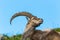 Side view lying natural male alpine ibex capricorn, blue sky, me