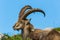 Side view lying natural male alpine ibex capricorn, blue sky, me