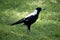 this is a side view of a magpie