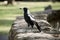 this is a side view of a magpie on a wall