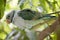 this is a side view of a malabar parakeet in a tree
