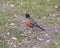 Side view of a male American robin standing in grass in Dallas, Texas