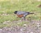 Side view of a male American robin standing in grass in Dallas, Texas