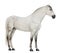 Side view of a Male Andalusian, 7 years old, also known as the Pure Spanish Horse or PRE