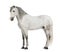 Side view of a Male Andalusian with plaited mane, 7 years old, also known as the Pure Spanish Horse or PRE