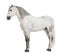 Side view of a Male Andalusian with plaited mane, 7 years old, also known as the Pure Spanish Horse or PRE