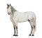 Side view of a Male Andalusian with plaited mane, 7 years old, also known as the Pure Spanish Horse or PRE