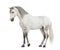 Side view of a Male Andalusian with plaited mane, 7 years old, also known as the Pure Spanish Horse or PRE