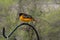 Side view of a male Baltimore Oriole sitting on a shepherd\\\'s hook with a blurred natural background in Wisconsin