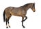 Side view of a Male Belgian Warmblood, BWP, 3 years old