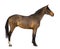 Side view of a Male Belgian Warmblood, BWP, 3 years old