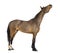 Side view of a Male Belgian Warmblood, BWP, 3 years old, stretching its neck up