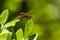 Side view of Male Calico Pennant Dragonfly on Leaf