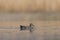 Side view male gadwall duck anas strepera swimming, reed, water