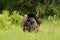 Side view of a male Rio Grande wild turkey strutting in spring