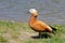 Side view of male Ruddy shelduck at the lake shore