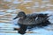 Side view Mallard Ducks Anas platyrhynchos relaxing in pond